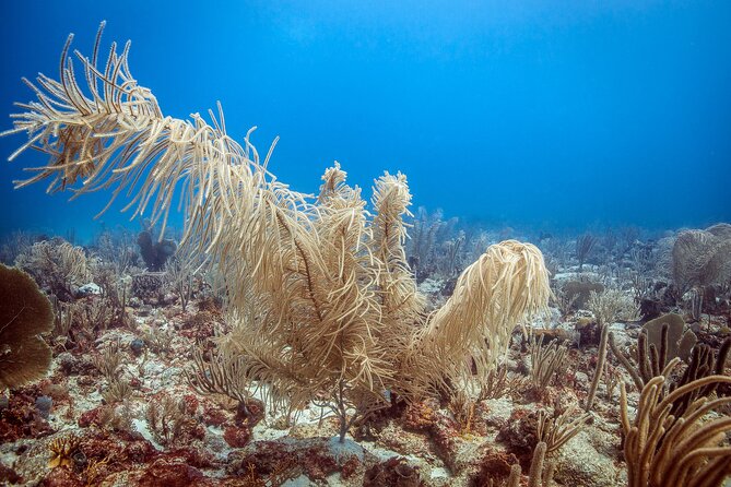 DiveCarib - An Eco-Friendly Certified Diver Trip in Antigua - A Strict Wildlife Policy That Works in Your Favor