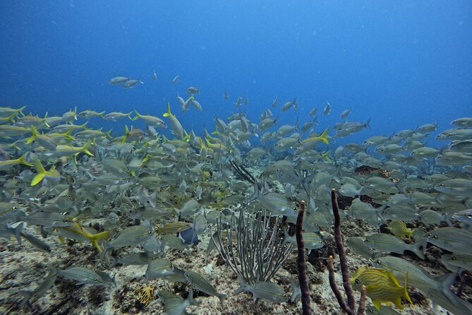 DiveCarib - An Eco-Friendly Certified Diver Trip in Antigua - How Long the Underwater Time Really Is