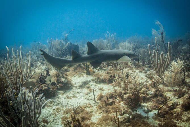 DiveCarib - An Eco-Friendly Certified Diver Trip in Antigua - What the $199 Price Means
