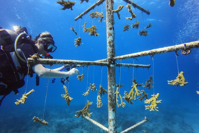 DiveCarib - An Eco-Friendly Certified Diver Trip in Antigua - Who Will Get the Most From This Trip