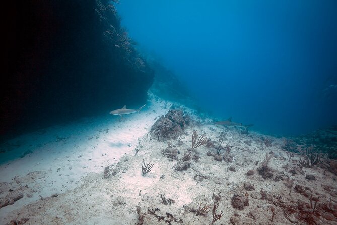 DiveCarib - An Eco-Friendly Certified Diver Trip in Antigua - The Main Strengths and Limits