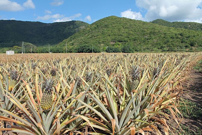 Half-Day Tour: A Taste of Paradise and History of Antigua - Shirley Heights: the island’s signature lookout