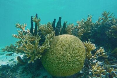 Snorkel – Lobster Lunch Cruise to Bird Island and Paradise Reef