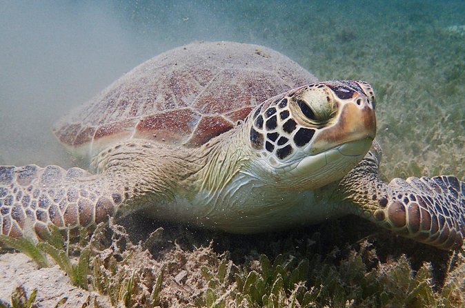 Turtle Beach Power Snorkeling Adventure - Pickup is convenient, but cruise passengers need precision